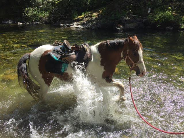 Paint horse splashing through the Sooke River with rider