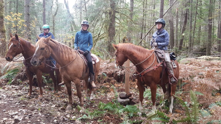 Two riders on horseback in a logged forest near Nanaimo