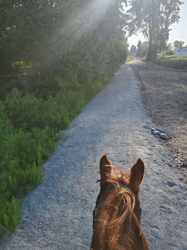 View between a horse's ears down a gravel trail in Maple Ridge