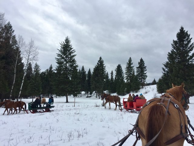 Horse-drawn sleighs carrying riders across a snowy field