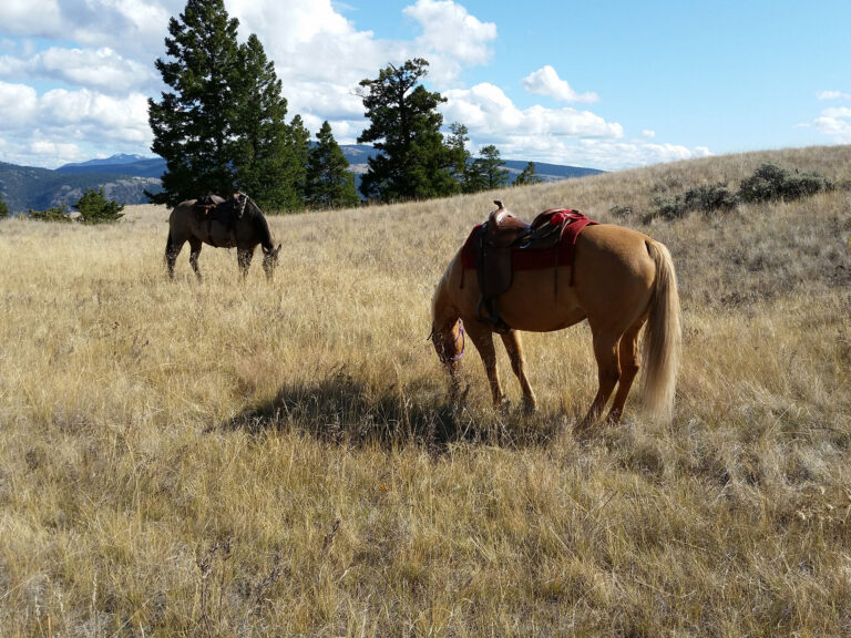 Saddled horses grazing in a dry grass meadow