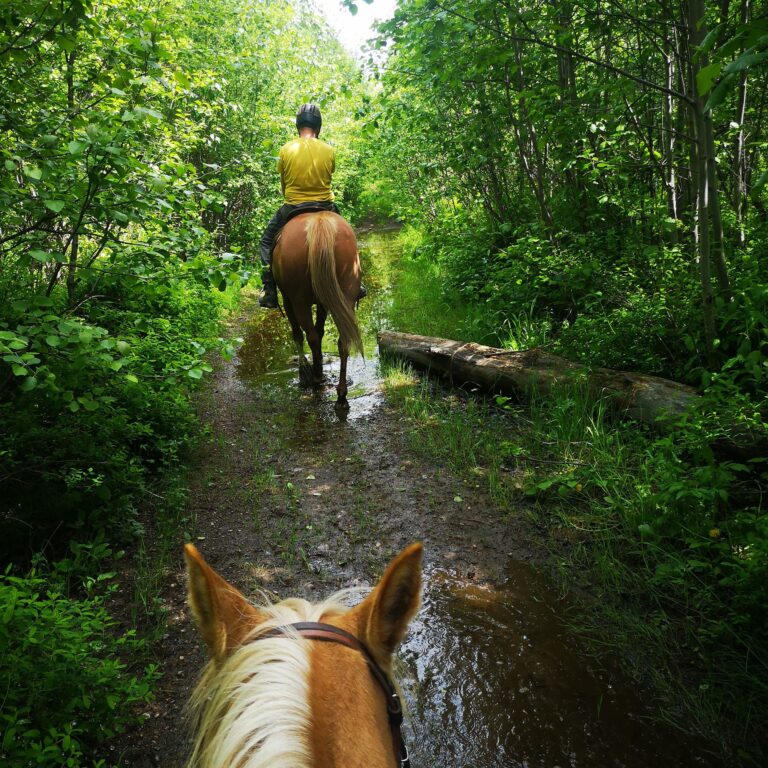View between a horse's ears of a rider on a leafy forest trail