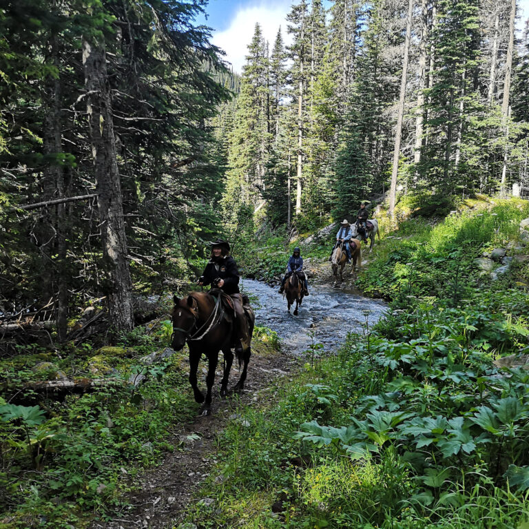 Group of riders on a trail through tall evergreen forest