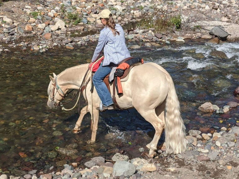 Rider on a palomino horse wading through a shallow river