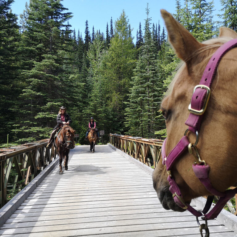 View between a horse's ears of riders crossing a wooden bridge