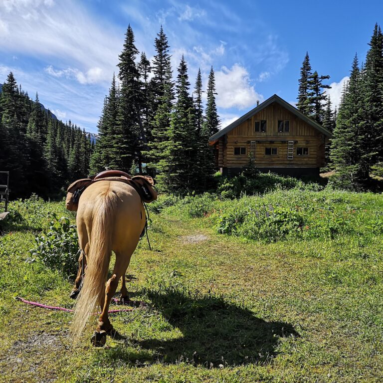 Horse grazing in a meadow in front of a log cabin