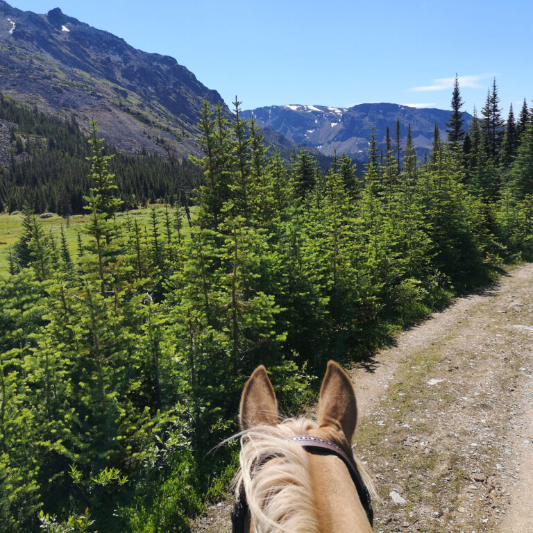 View between a horse's ears down a trail into a mountain valley