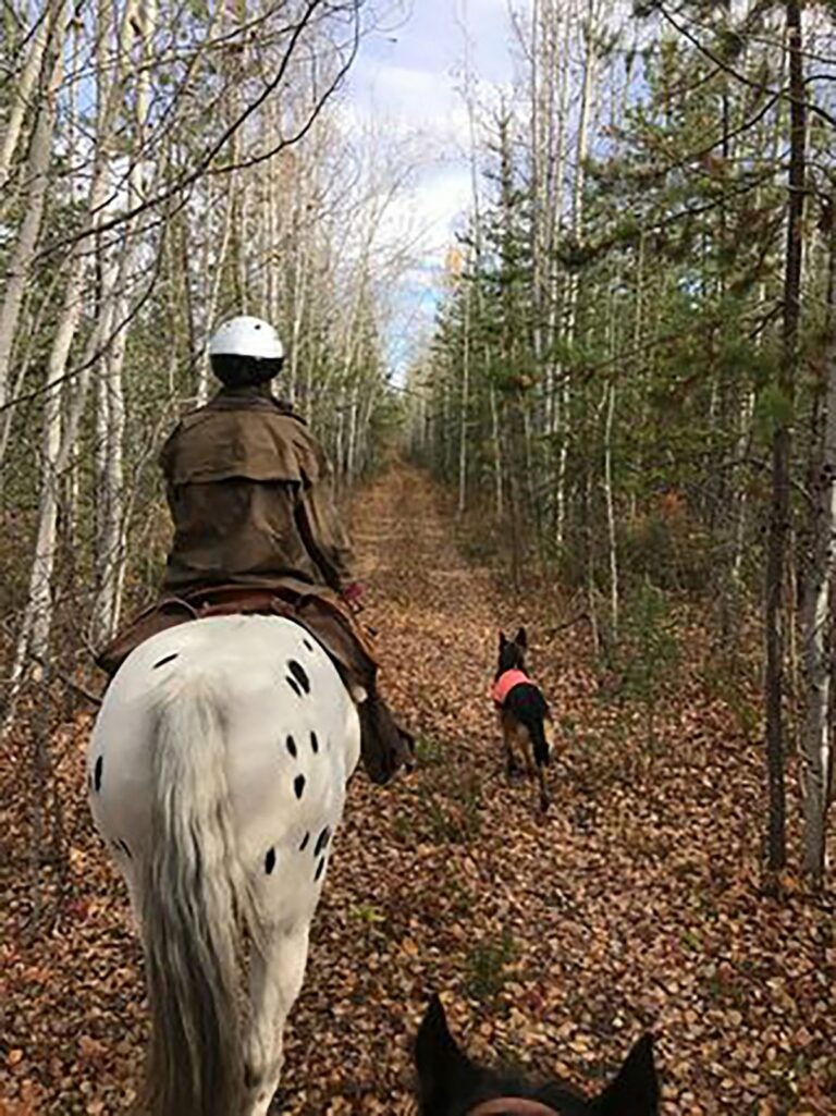 Rider on an appaloosa horse with a dog on a forest trail in autumn