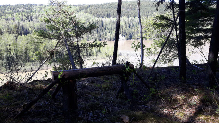Fallen logs across a trail in a burned forest