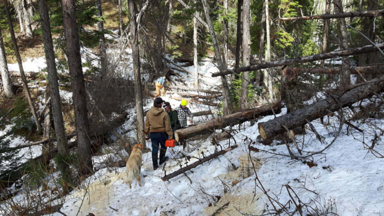 Riders on horseback crossing a snowy forest with fallen logs