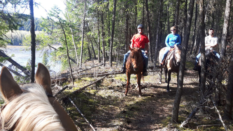 View from horseback of riders among fallen trees in the forest