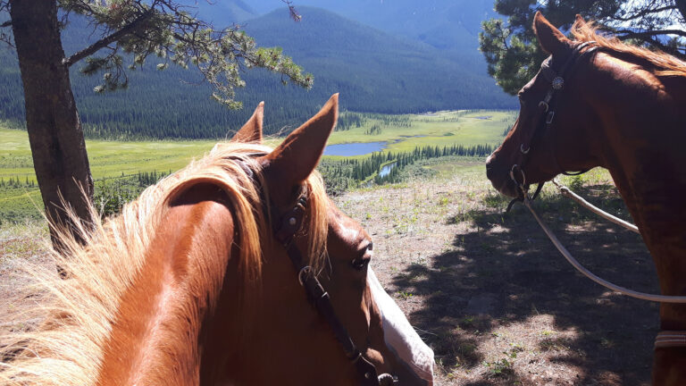 Two horses at a lake below the mountains