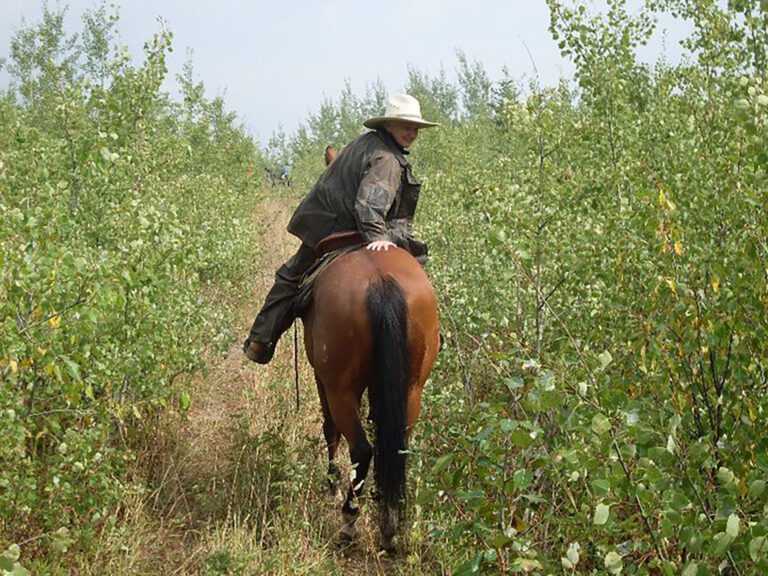 Rider on horseback on a trail through young aspens