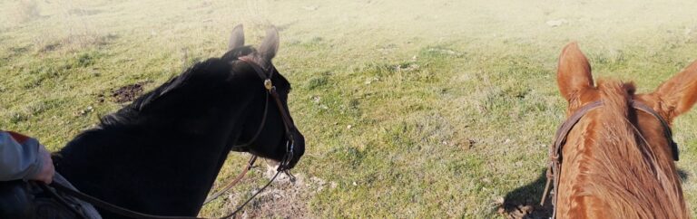 Two horses side by side in a meadow