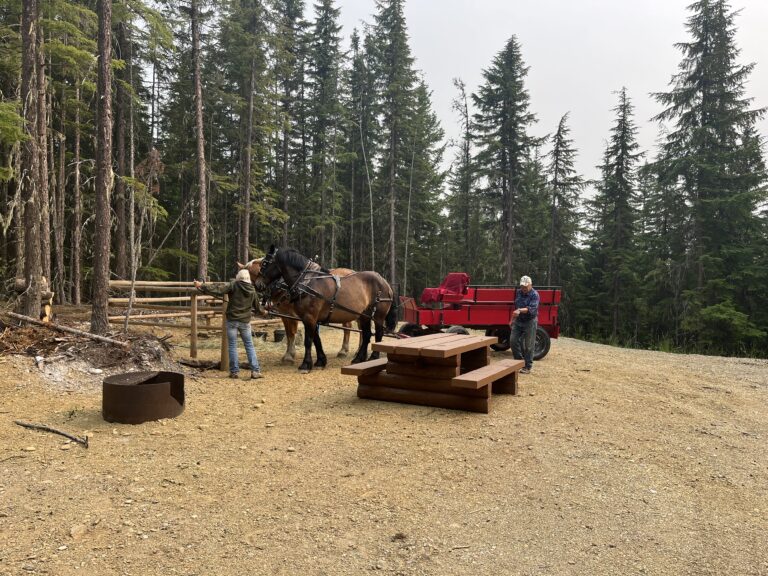 Horses tied near picnic tables at a campsite in the forest