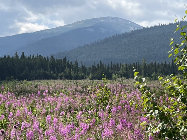 Fireweed meadow in bloom below forested mountains