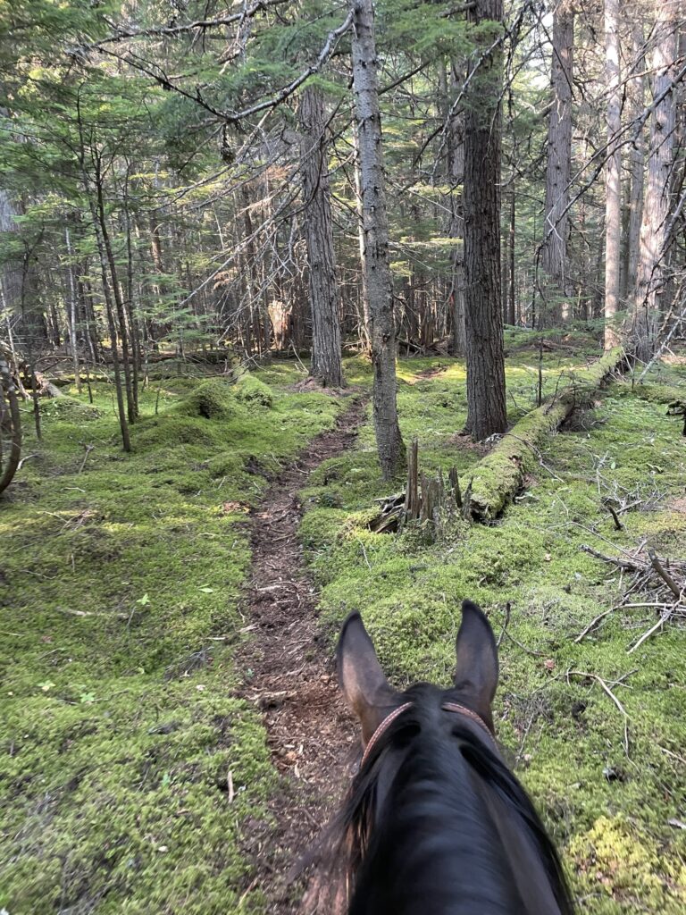 View between a horse's ears of a mossy trail through the forest