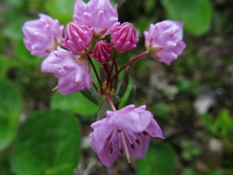 Pink alpine wildflowers in bloom
