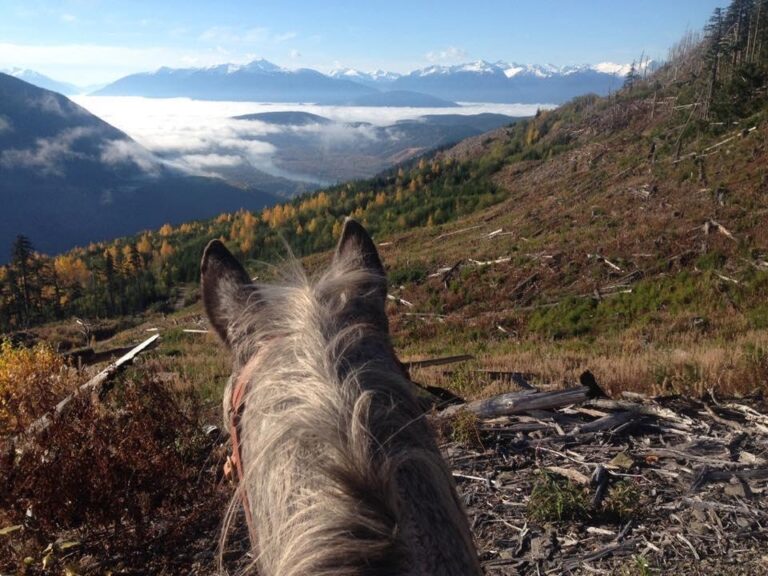 View between a horse's ears over a cloud-filled valley and mountains