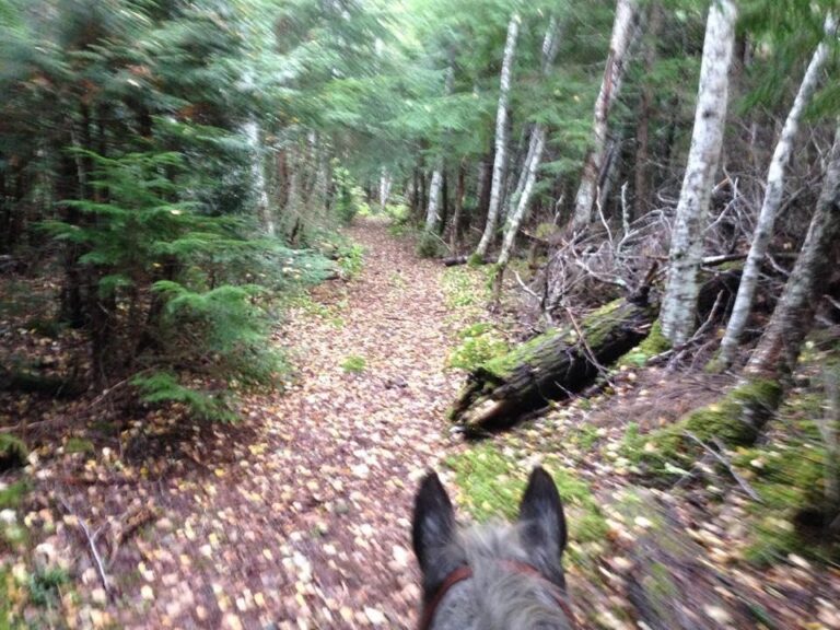 View from horseback of a leafy forest trail