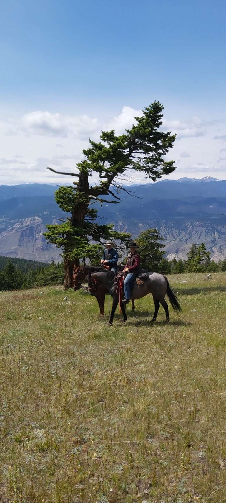 Two riders beside a lone windswept tree on a grassy hilltop
