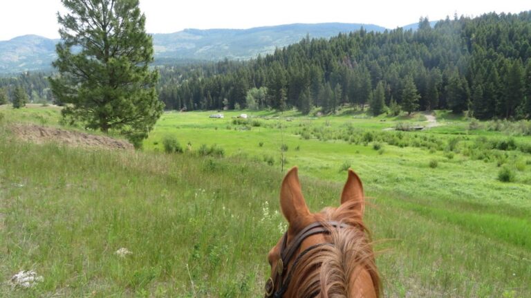 View between a horse's ears of a green valley meadow