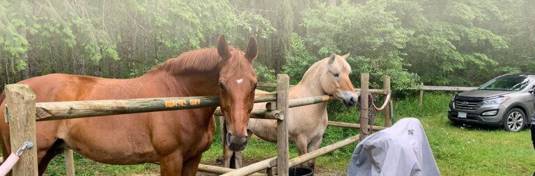 Horses tied to a rail at camp in the rain