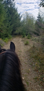 View between a horse's ears of the upgraded Spruce Loop Trail