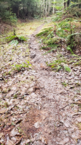 Worn, muddy Spruce Loop Trail before upgrades