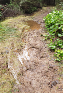 Eroded, muddy section of the Spruce Loop Trail before upgrades