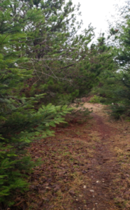 Overgrown, rutted Spruce Loop Trail before upgrades