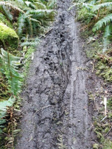Rutted, muddy Pickles Road Trail before rehabilitation