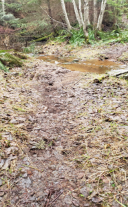Wet, puddled Spruce Loop Trail surface before upgrades