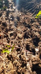 Churned mud and debris on the Pickles Road Trail before repairs