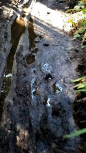 Waterlogged, muddy trail surface before rehabilitation
