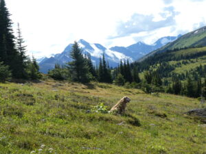 Dog in an alpine meadow on Belle Mountain with peaks behind