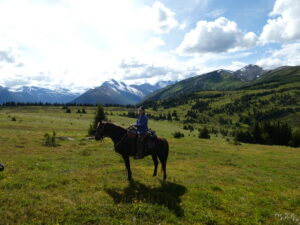 Rider on a dark horse in an alpine meadow on Belle Mountain