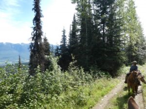 Rider on a trail through the trees on Belle Mountain