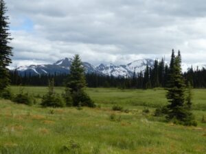 Alpine meadow with scattered spruce trees on Belle Mountain