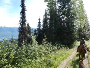 Rider on a narrow trail through subalpine forest on Belle Mountain