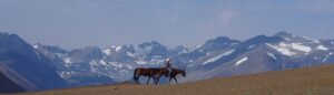 Horse on a ridge with a wide mountain panorama