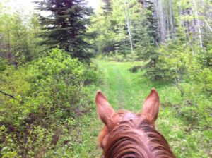 View between a horse's ears of a grassy trail through the forest