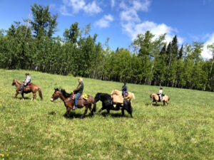 Riders and pack horses gathered in a green meadow