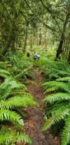 Pickles Road Trail winding through ferns in Denman Island Park