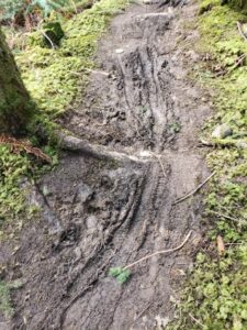 Deep ruts and mud on the Pickles Road Trail before rehabilitation