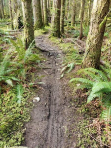 Muddy, eroded section of the Pickles Road Trail before repairs